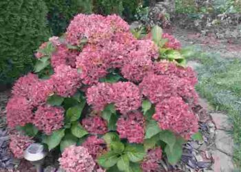 Море пишних квітів: чим підживити гортензії у вересні для наступного сезону