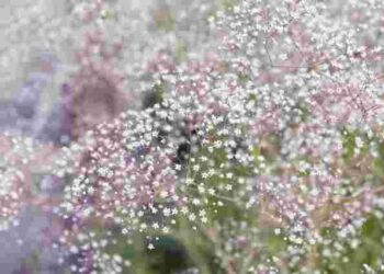 Як виростити гіпсофілу у саду: особливості догляду та вибір сорту