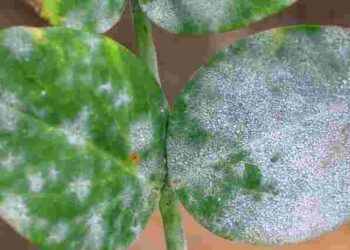 Чому на кімнатних рослинах з’являється білий наліт: типова помилка господинь