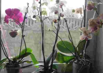 Можете втратити всі квіти: як обовʼязково треба змінити догляд орхідей восени