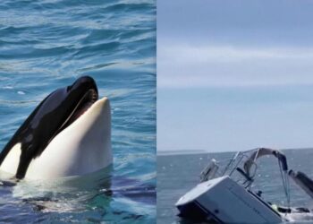 Біля берегів Португалії косатки потопили туристичну яхту (відео)