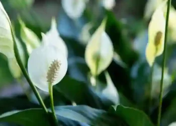 Як швидко відновити красу спатифілуму за 24 години: простий рецепт для квітникарів