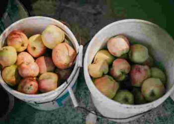 Будуть свіжими до весни: корисні поради, як зберегти яблука