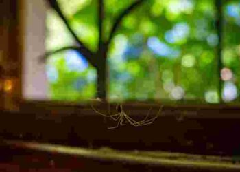 Зникнуть назавжди: як позбутися від павуків у помешканні