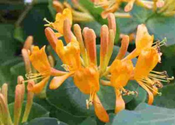 Отримаєте великий урожай неймовірно солодких ягід: як обрізати жимолость восени