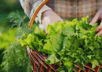 Ви ще встигаєте: що можна посадити в саду та на городі у вересні