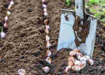 Вже час садити озимий часник: коли найкращі для цього дні у жовтні 2025 року