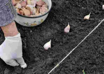 Оберіть найкращий день у вересні чи жовтні: коли садити озимий часник у 2025 році