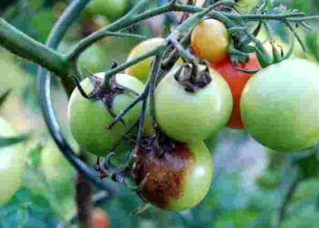 Навіть у серпні можна ще врятувати помідори від фітофтори: чим їх обробити