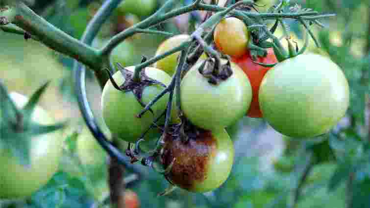 Навіть у серпні можна ще врятувати помідори від фітофтори: чим їх обробити