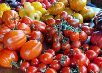 Вам захочеться їх спробувати вже: 5 найкращих сортів помідорів для консервації