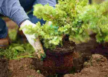 Ідеальний час: як і коли правильно садити туї восени