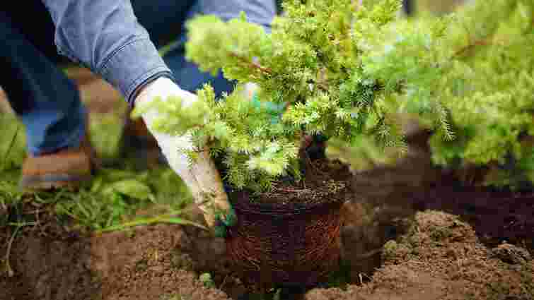 Ідеальний час: як і коли правильно садити туї восени