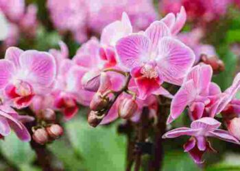 Домашні добрива, які допоможуть орхідеї цвісти навіть взимку: 5 найкращих добавок
