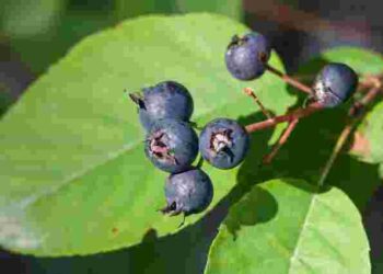 Ці ягоди вас вразять: що таке ірга і як її садити восени