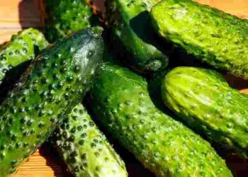 Якщо зробите це зараз – огірки родитимуть до заморозків: як продовжити плодоношення