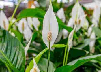 Лише одна помилка – і ви втратите спатифілум: чому листя жовтіє і сохне