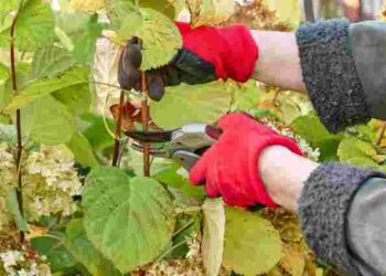 Що обрізати, а що залишити: детальна інструкція по осінньому догляду за гортензією