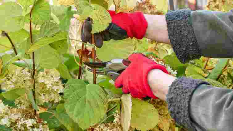Що обрізати, а що залишити: детальна інструкція по осінньому догляду за гортензією