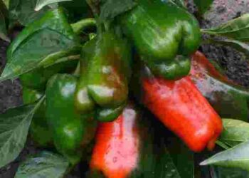Швидко почне червоніти: як прискорити дозрівання перцю у вересні