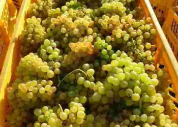 Щоб виноград не зіпсувався у холодильнику: секрети тривалого зберігання