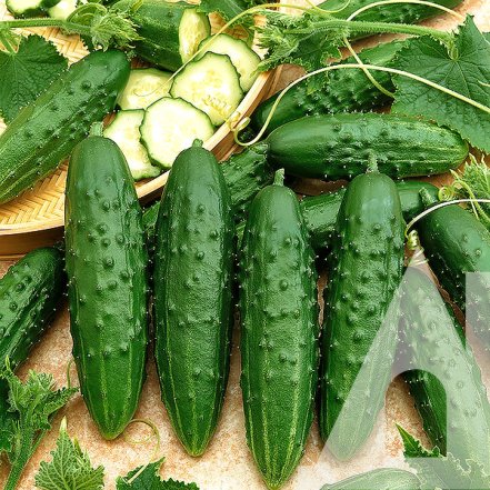 Эти огурцы выбрасывайте сразу: названы 3 сорта, которые нельзя консервировать