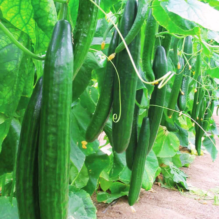 Эти огурцы выбрасывайте сразу: названы 3 сорта, которые нельзя консервировать