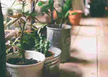 Як позбутися зайвої вологи вдома: 4 рослини, що допоможуть у цьому