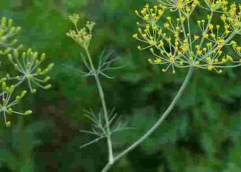 Насіння розлітається по всьому городу: як не допустити самосіву кропу