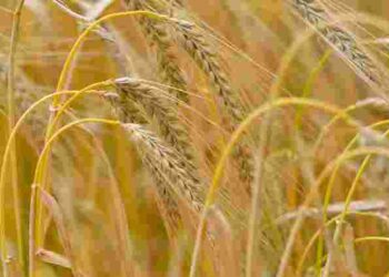 Лише один сидерат замінить 100 гербіцидів: що посіяти для відновлення землі