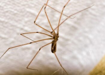 Як захистити дім від павуків: дієвий засіб вже є на вашій кухні