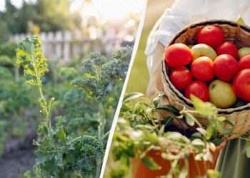 Куди покласти помідори, щоб вони дозріли якнайшвидше: тільки не на підвіконня