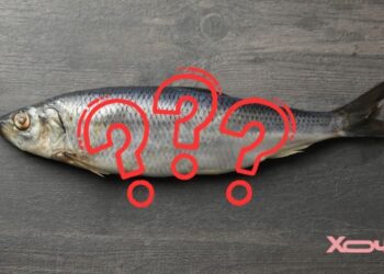 Лайфхак года: как выбрать сельдь с икрой — на самом деле важен только один признак (ВИДЕО)