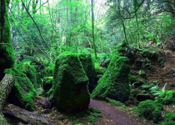 Містичний ліс з “Володаря перснів” і “Гаррі Поттера” можна відвідати, не покидаючи Європу