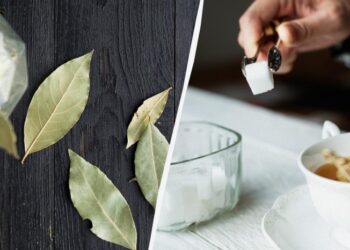 Навіщо в цукорницю кладуть лавровий лист: так робили всі радянські господині