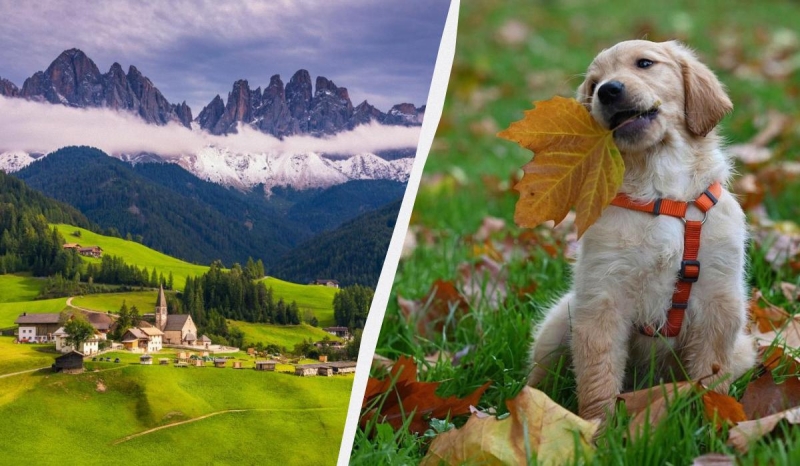 Перлина Італії хоче ввести податок для туристів із собаками