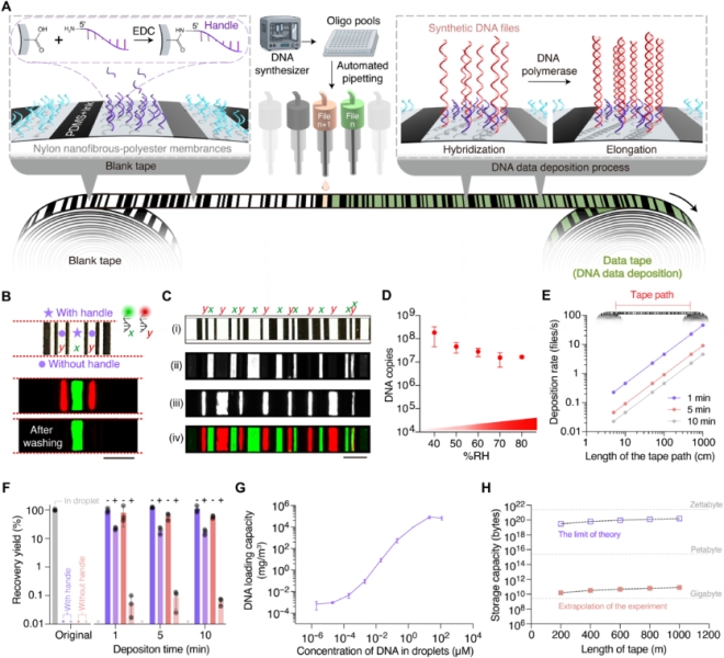 Петабайти на метр: прототип "касетної плівки" на базі ДНК створили в Китаї