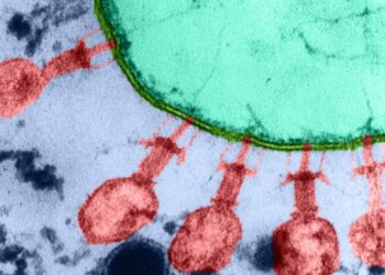 ШІ створює життя: штучні віруси знищують шкідливі бактерії