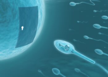 Спермаботи, керовані магнітами, атакують яйцеклітину
