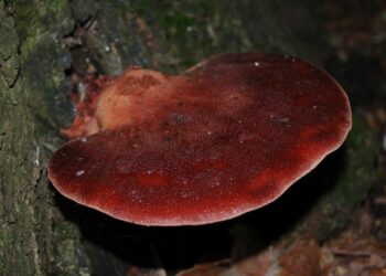 Удивительный гриб, который выглядит, как печень: где его найти и как готовить