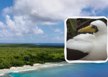 Унікальний кораловий острів, де ніхто не живе: чому Гендерсон не заселений людьми