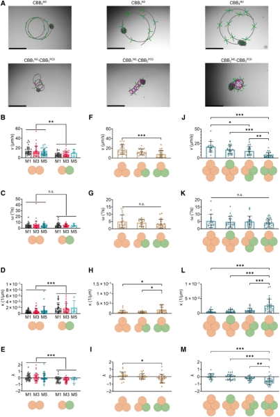 Вітання Франкенштейну: вчені створили керованих роботів з людських клітин