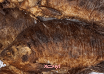 Всего несколько надрезов спасут вас от неприятных косточек в речной рыбе: крутой прием рыбаков (ВИДЕО)