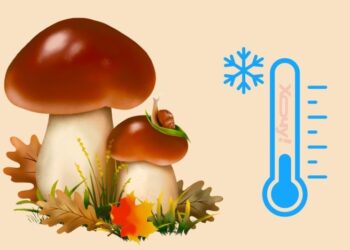 Забудьте о сушке и мариновании — есть простой способ сохранить боровики на зиму