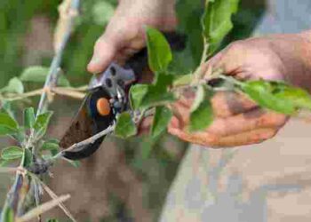 Не проґавте восени: що треба обовʼязково зробити з яблунями після збору врожаю