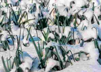 Взагалі без шкоди для врожаю: які овочі і зелень можна залишити на городі на зиму