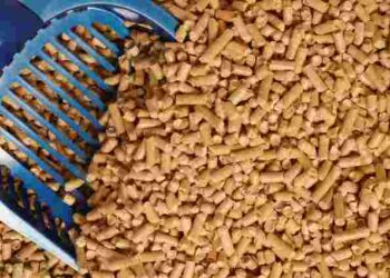 Цей лайфхак вас точно вразить: як котячий наповнювач врятує ваш сад