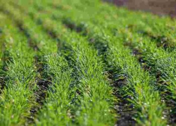 Всі озимі культури пропадуть: яких трьох помилок не можна припускатися