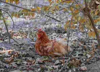 Кури будуть нестися навіть взимку: потрібна лише одна склянка мінеральної води на день