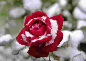 Наступного року знову пишно зацвітуть: які рослини в саду обовʼязково треба укрити на зиму